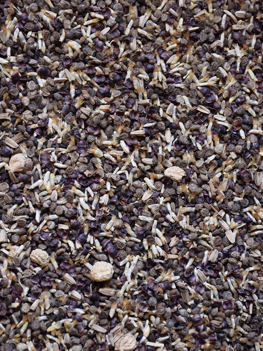 North American Shade Wildflower Mix